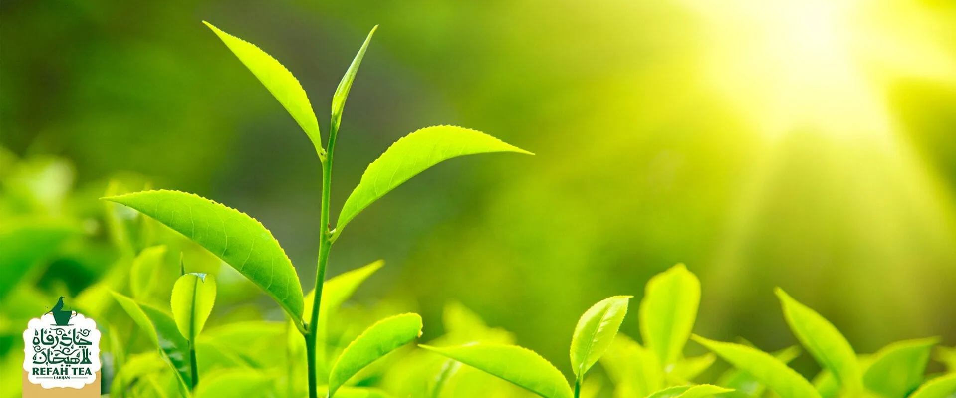 چای سبز چگونه به تقویت سیستم ایمنی بدن شما کمک می کند؟ 3 refahtea 990501 69 فروشگاه اینترنتی چای رفاه لاهیجان | خرید بهترین چای ایرانی
