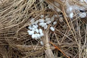 Abrisham2 فروشگاه اینترنتی چای رفاه لاهیجان | خرید بهترین چای ایرانی