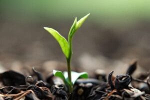 استفاده از تفاله یا ضایعات چای