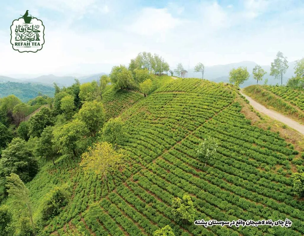 چای لاهیجان 2 چای رفاه لاهیجان