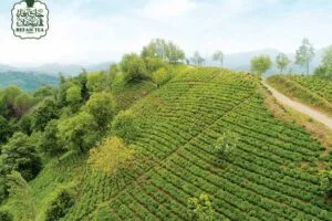 چای رفاه لاهیجان