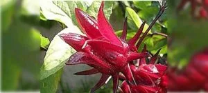 Untitled 1 3 فروشگاه اینترنتی چای رفاه لاهیجان | خرید بهترین چای ایرانی