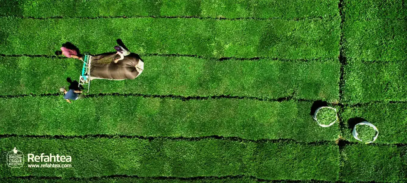 new copy فروشگاه اینترنتی چای رفاه لاهیجان | خرید بهترین چای ایرانی