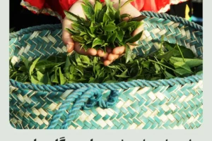 راهنمای جامع خرید چای سرگل بهاره رفاه لاهیجان