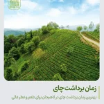 بهترین زمان برداشت چای در لاهیجان