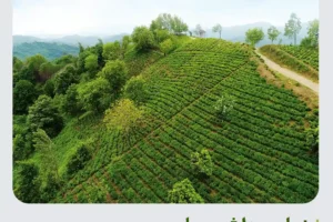 بهترین زمان برداشت چای در لاهیجان