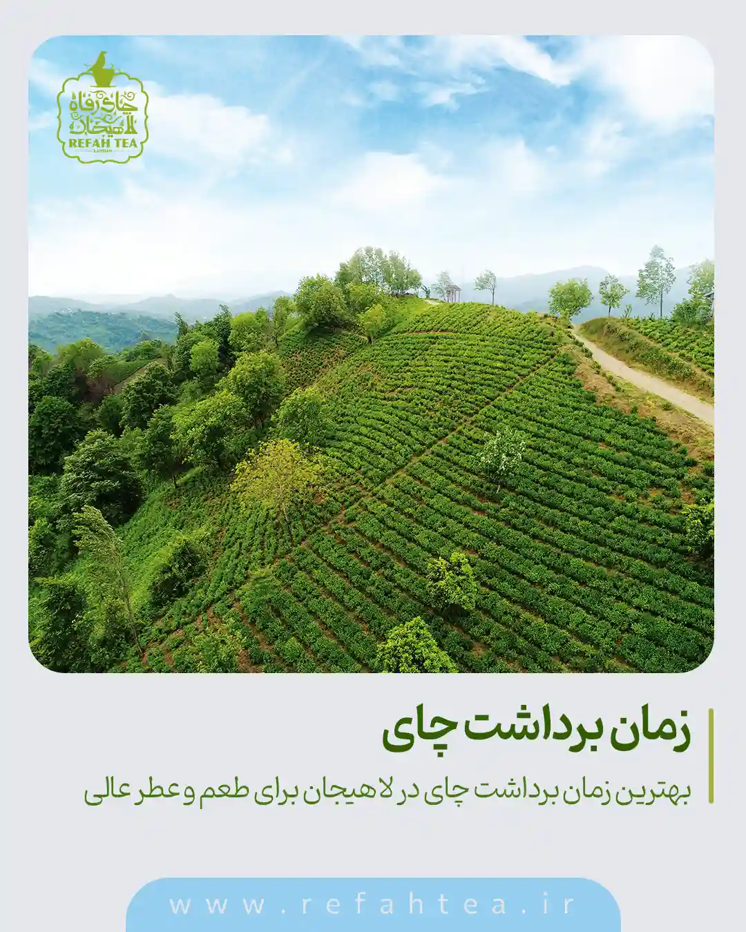 بهترین زمان برداشت چای در لاهیجان