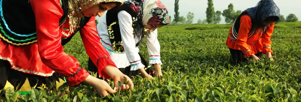 خرید چای از کارخانه لاهیجان | لیست قیمت و راهنمای جامع انواع چای رفاه لاهیجان 2 خرید چای از کارخانه لاهیجان