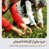 خرید چای از کارخانه لاهیجان