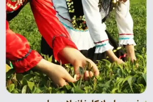 خرید چای از کارخانه لاهیجان