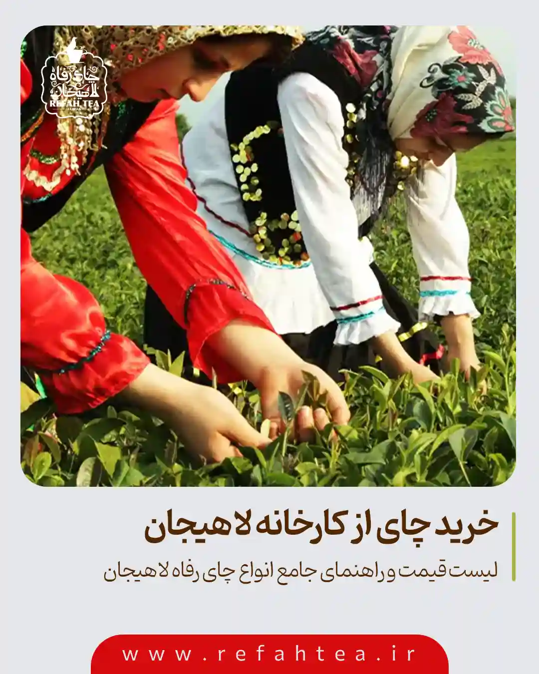 خرید چای از کارخانه لاهیجان